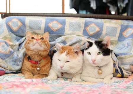 【春なのに】敢えてこたつ×猫を貼るトピ