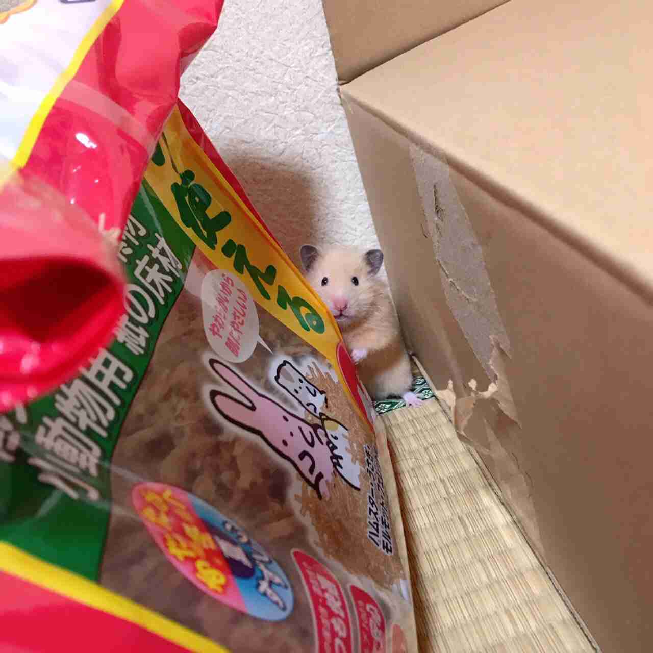 【画像】どこからか覗いている動物たち