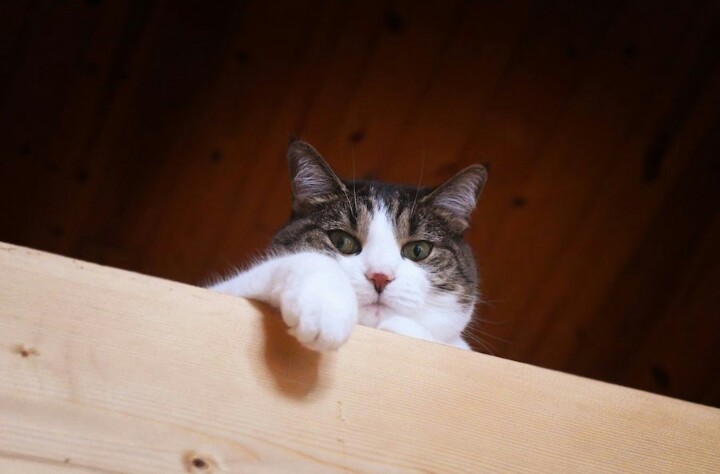 【画像】どこからか覗いている動物たち