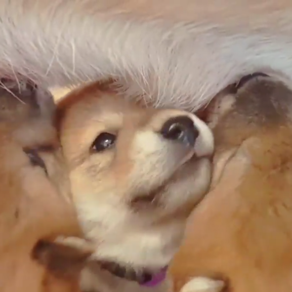 【画像】どこからか覗いている動物たち