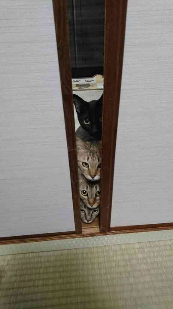 【画像】どこからか覗いている動物たち