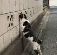 【画像】どこからか覗いている動物たち