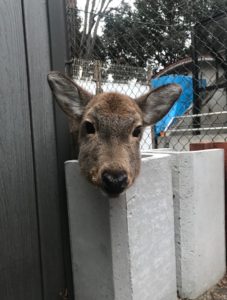 【画像】どこからか覗いている動物たち