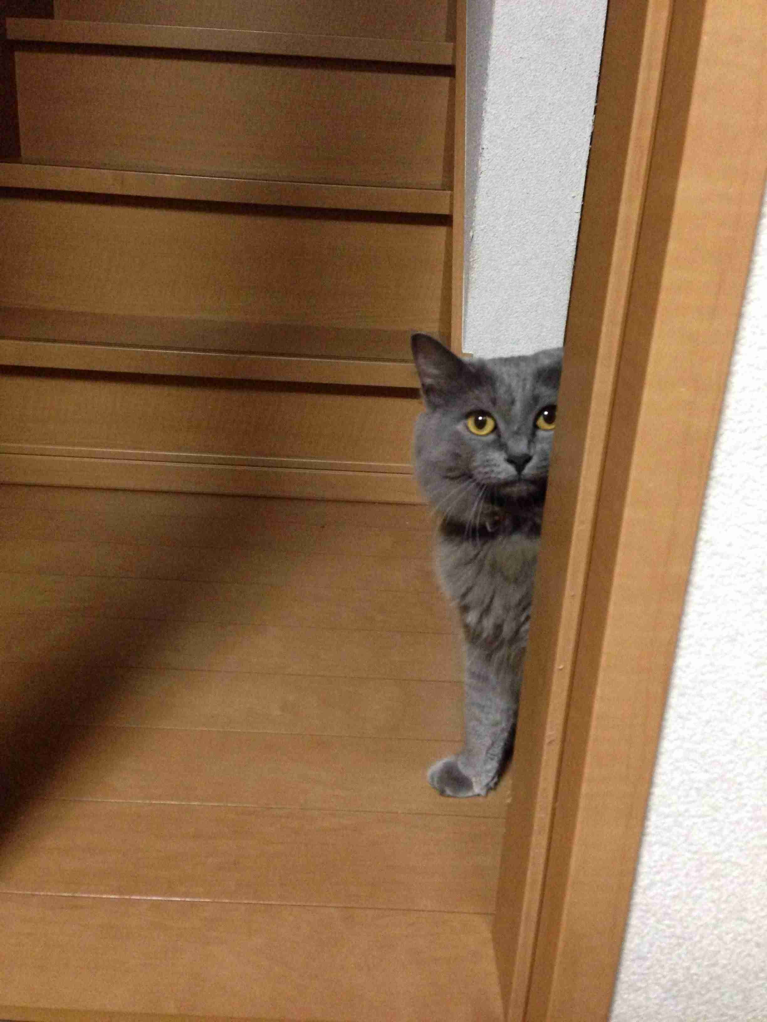 【画像】どこからか覗いている動物たち