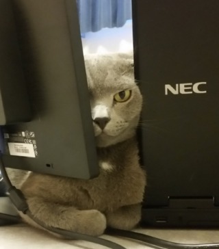 【画像】どこからか覗いている動物たち