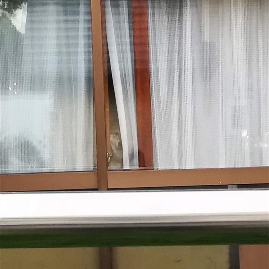 【画像】どこからか覗いている動物たち