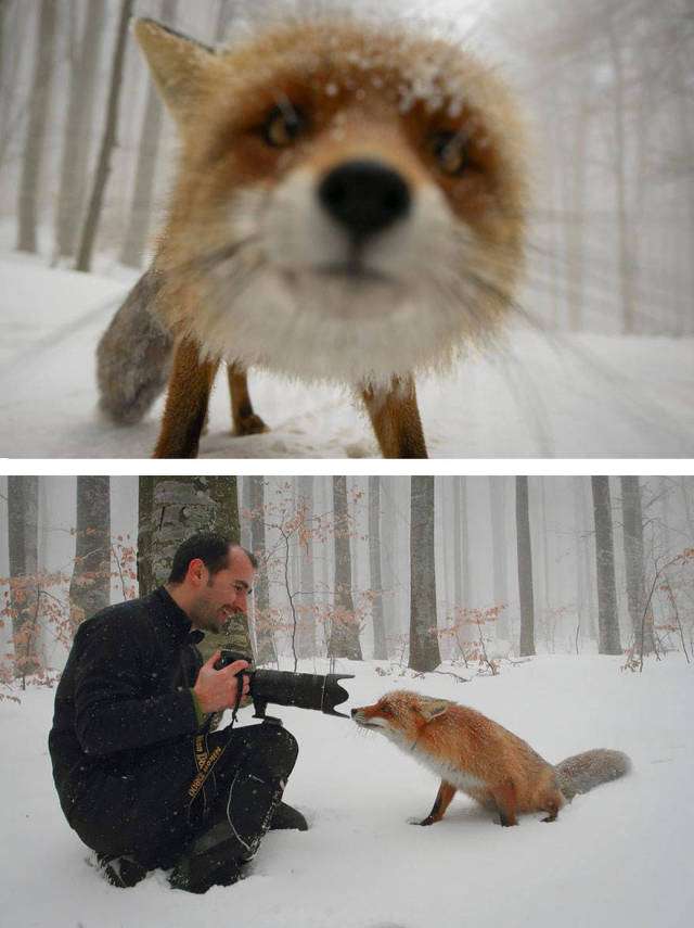 【画像】どこからか覗いている動物たち