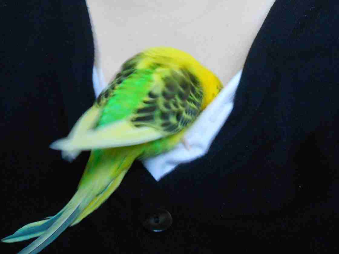 【画像】どこからか覗いている動物たち