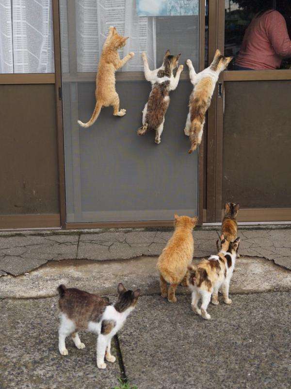 【画像】どこからか覗いている動物たち