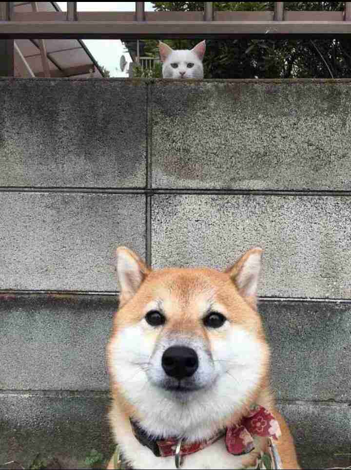 【画像】どこからか覗いている動物たち