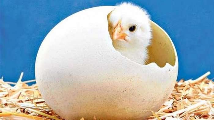 【画像】どこからか覗いている動物たち