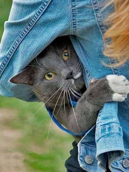 【画像】どこからか覗いている動物たち