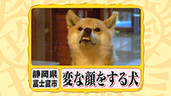 【画像】どこからか覗いている動物たち