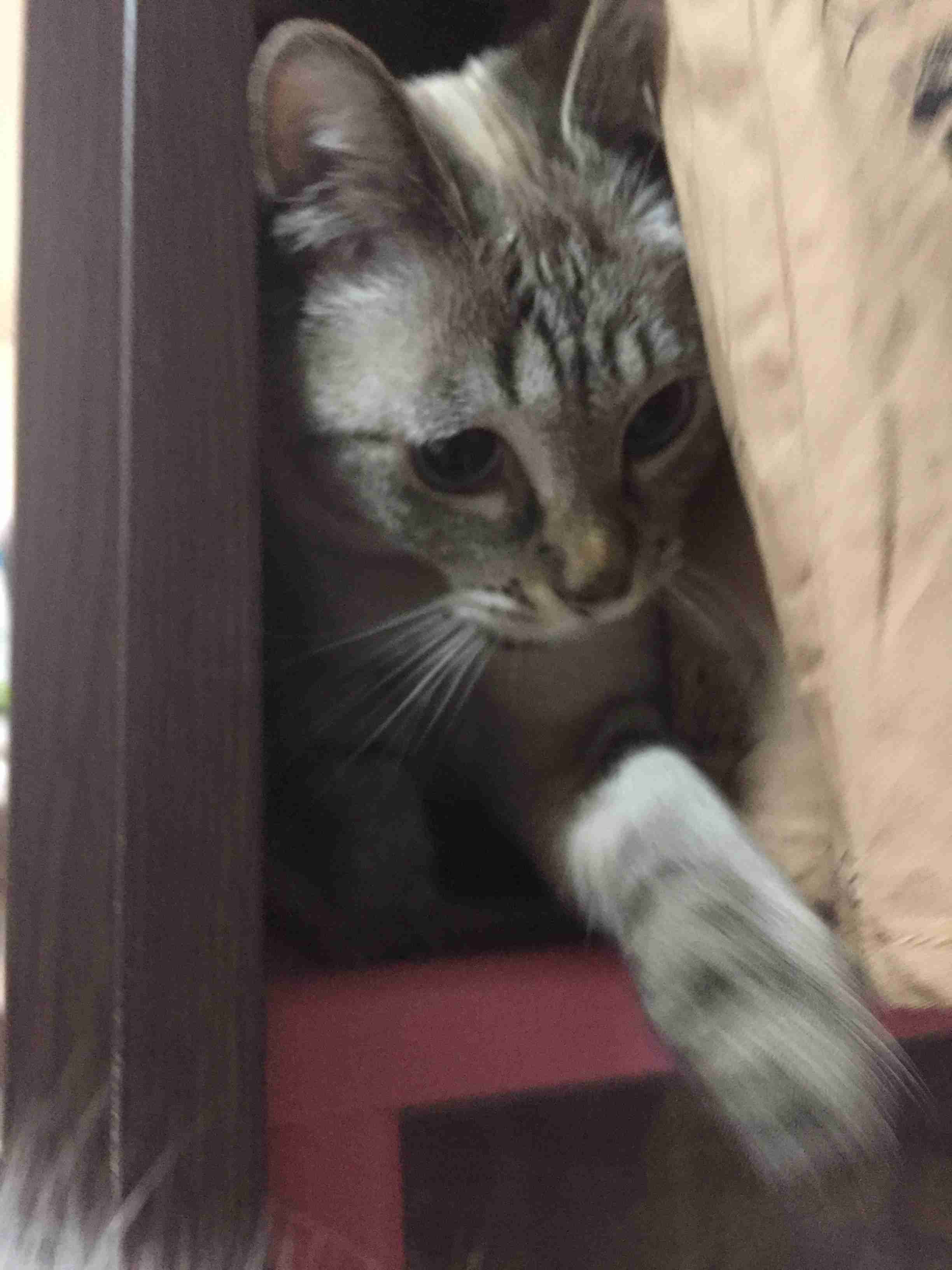 【画像】どこからか覗いている動物たち