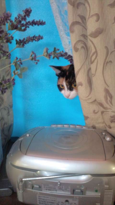 【画像】どこからか覗いている動物たち