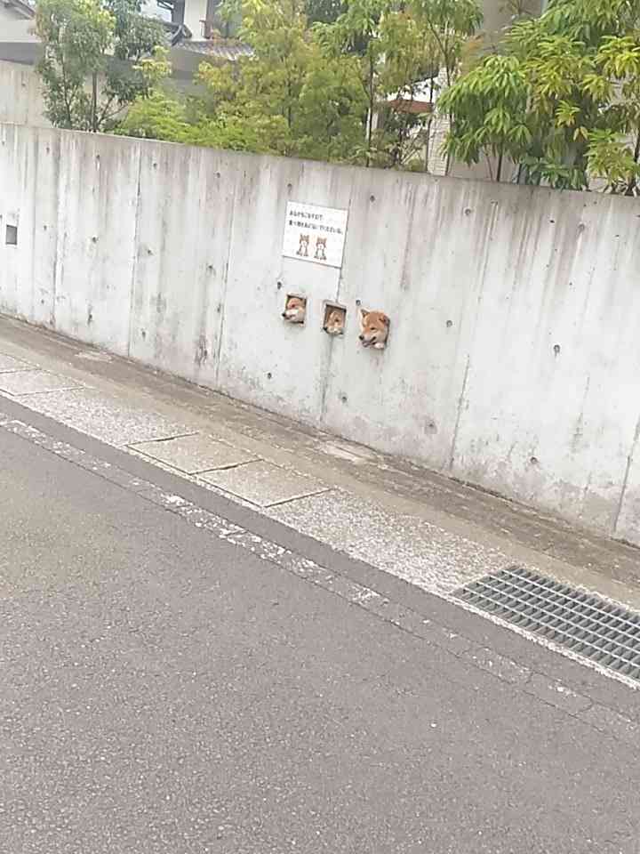【画像】どこからか覗いている動物たち