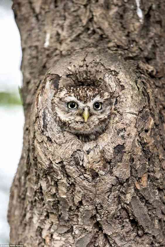 【画像】どこからか覗いている動物たち