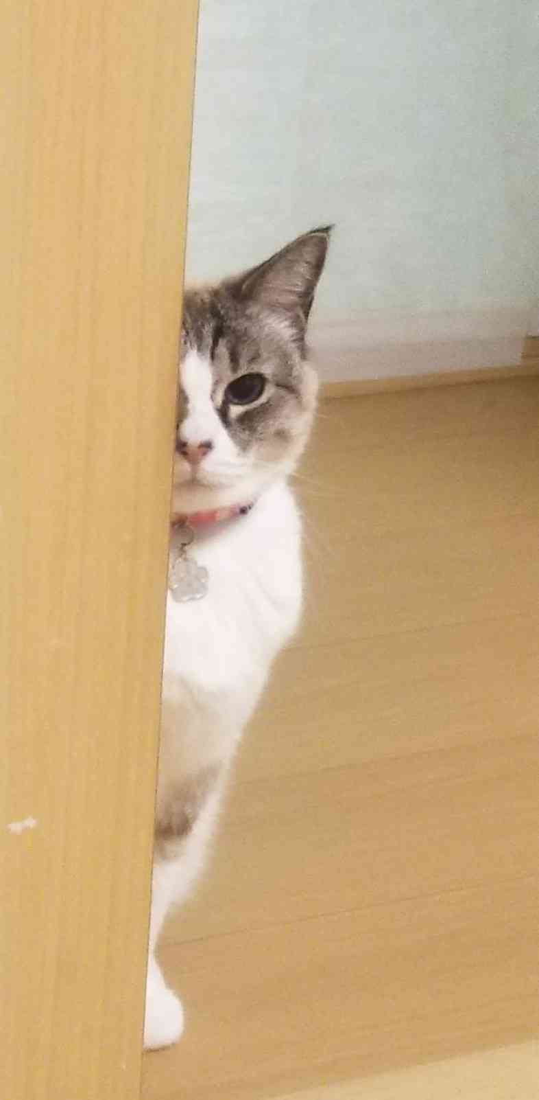 【画像】どこからか覗いている動物たち