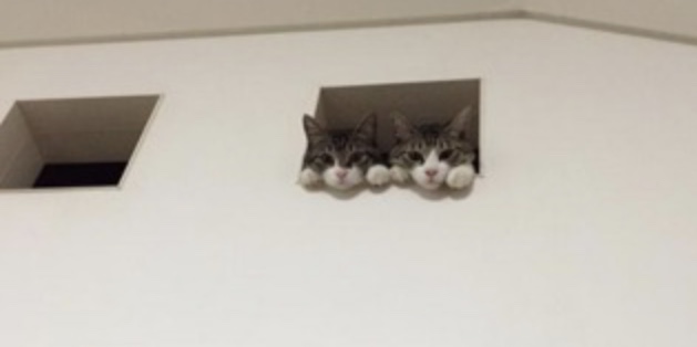 【画像】どこからか覗いている動物たち