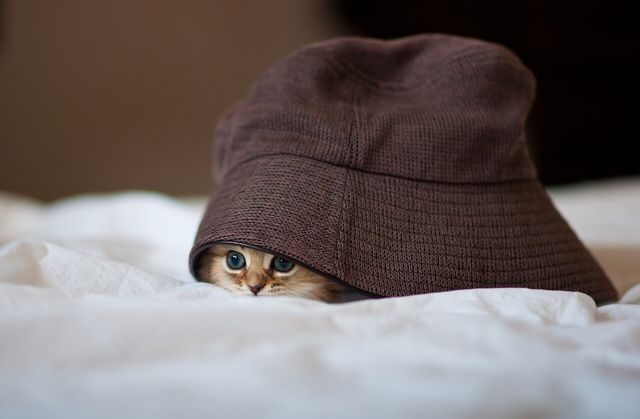 【画像】どこからか覗いている動物たち