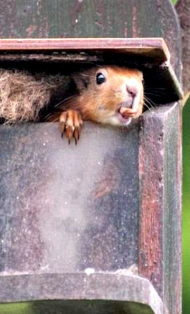 【画像】どこからか覗いている動物たち