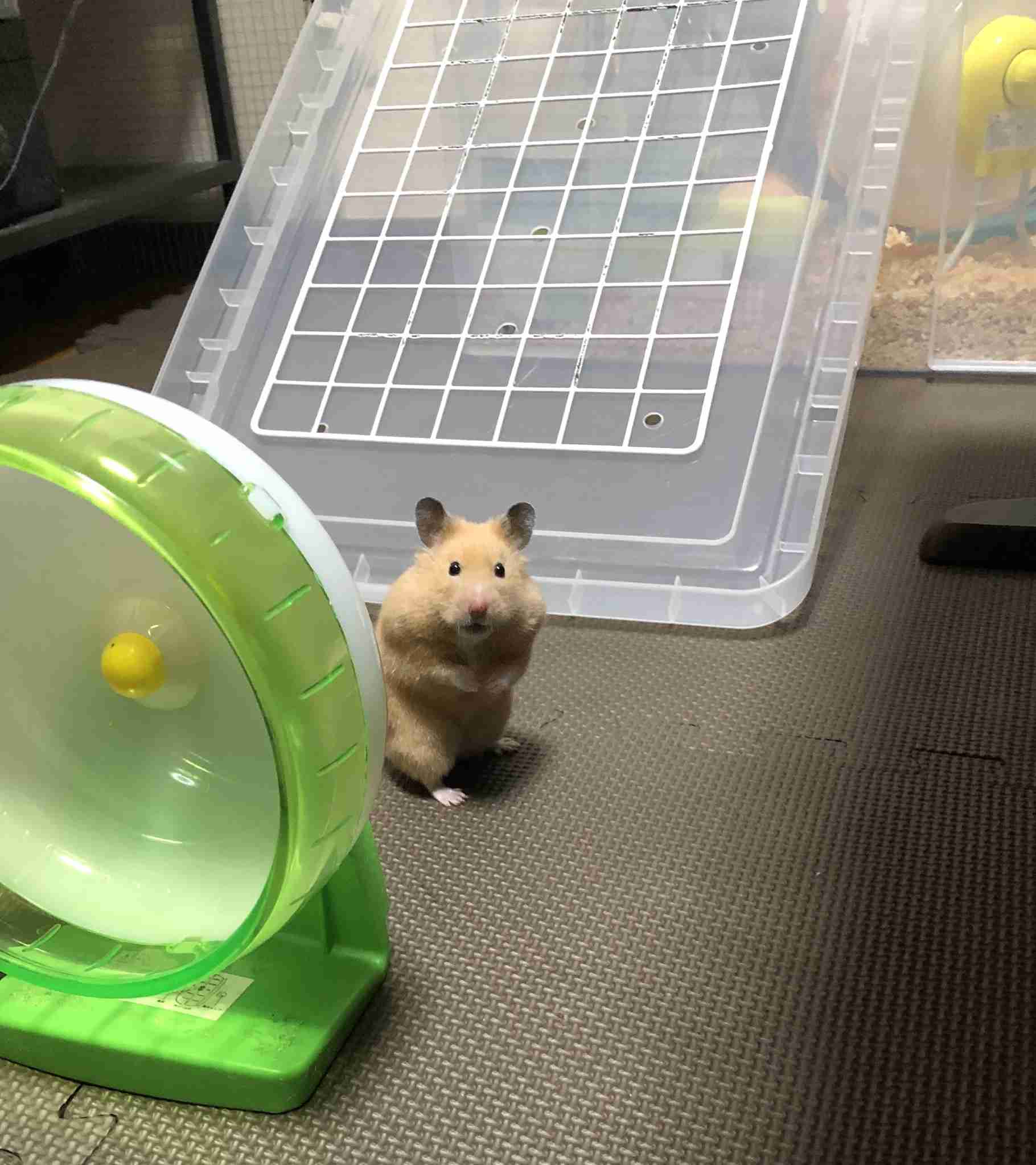 【画像】どこからか覗いている動物たち