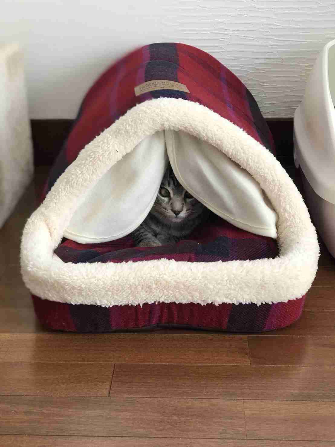 【画像】どこからか覗いている動物たち