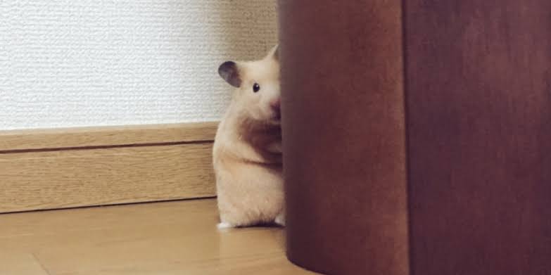 【画像】どこからか覗いている動物たち