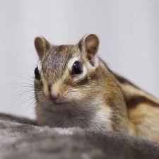 【画像】どこからか覗いている動物たち