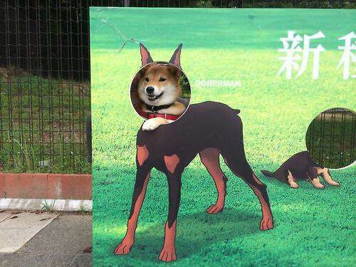 【画像】どこからか覗いている動物たち