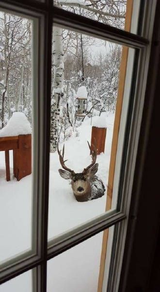 【画像】どこからか覗いている動物たち