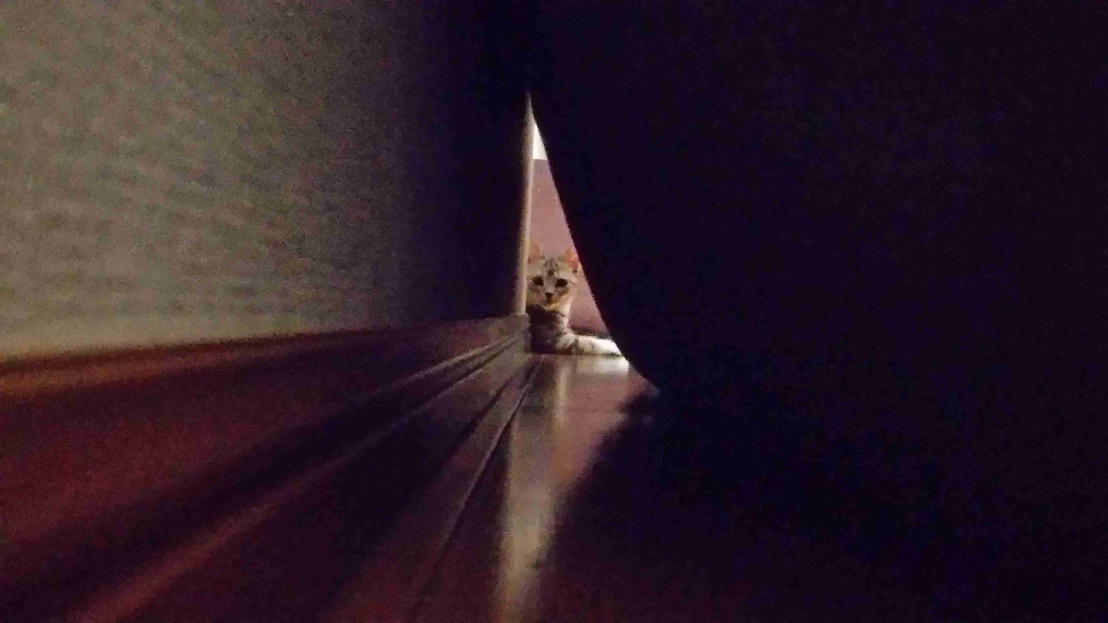 【画像】どこからか覗いている動物たち