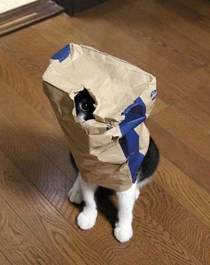 【画像】どこからか覗いている動物たち