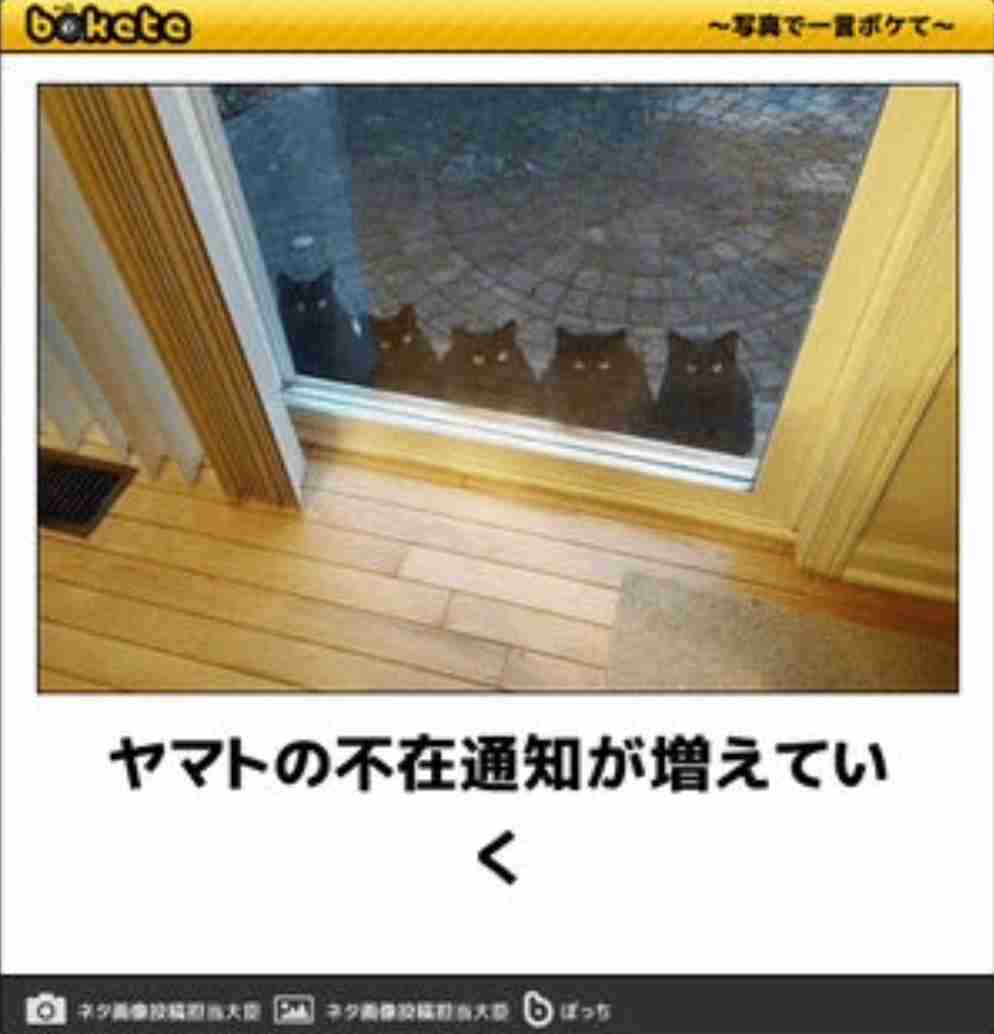 【画像】どこからか覗いている動物たち