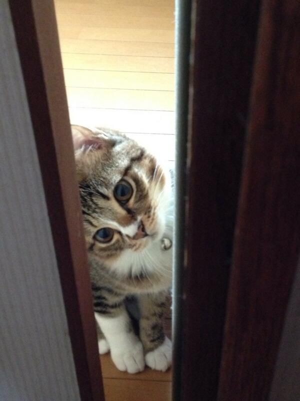 【画像】どこからか覗いている動物たち