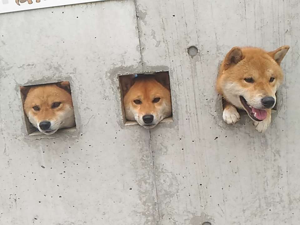 【画像】どこからか覗いている動物たち