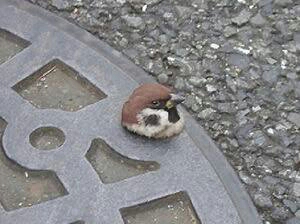 【画像】どこからか覗いている動物たち