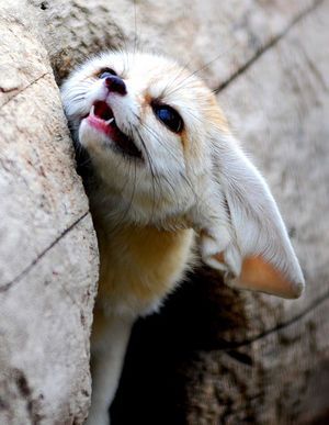 【画像】どこからか覗いている動物たち
