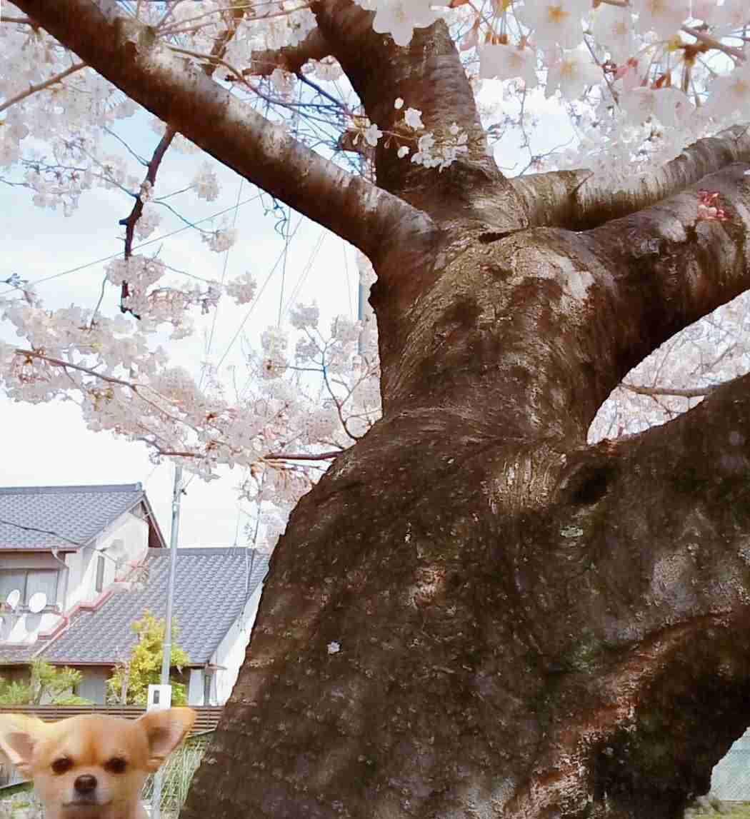 【画像】どこからか覗いている動物たち