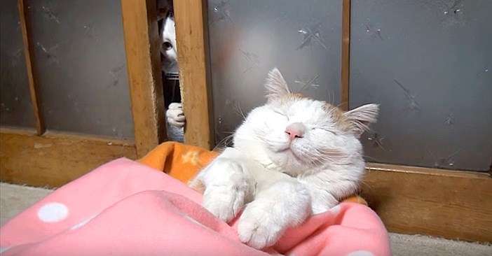 【画像】どこからか覗いている動物たち