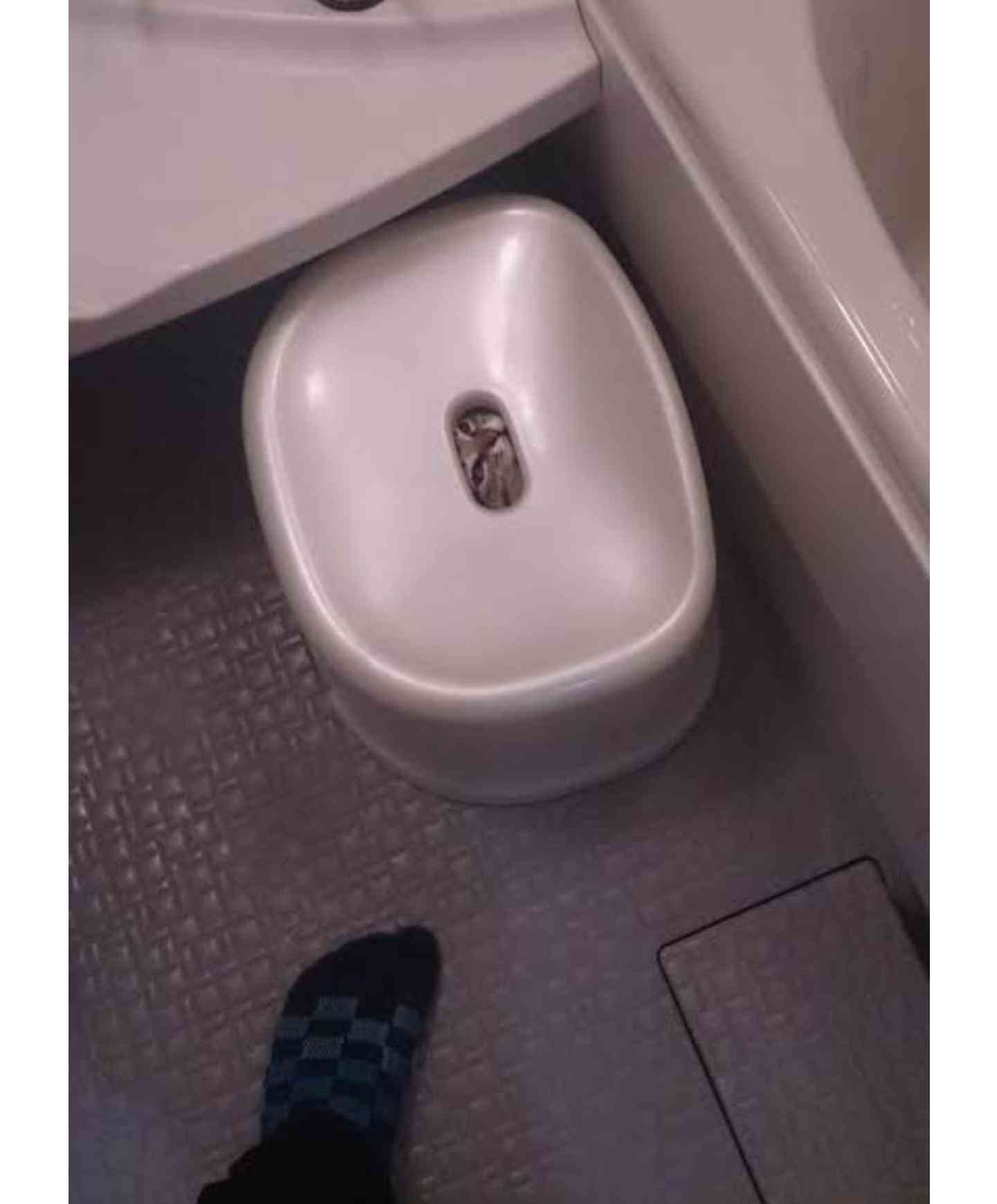 【画像】どこからか覗いている動物たち