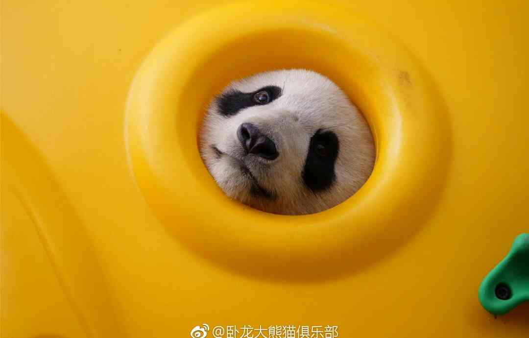 【画像】どこからか覗いている動物たち