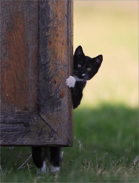 【画像】どこからか覗いている動物たち