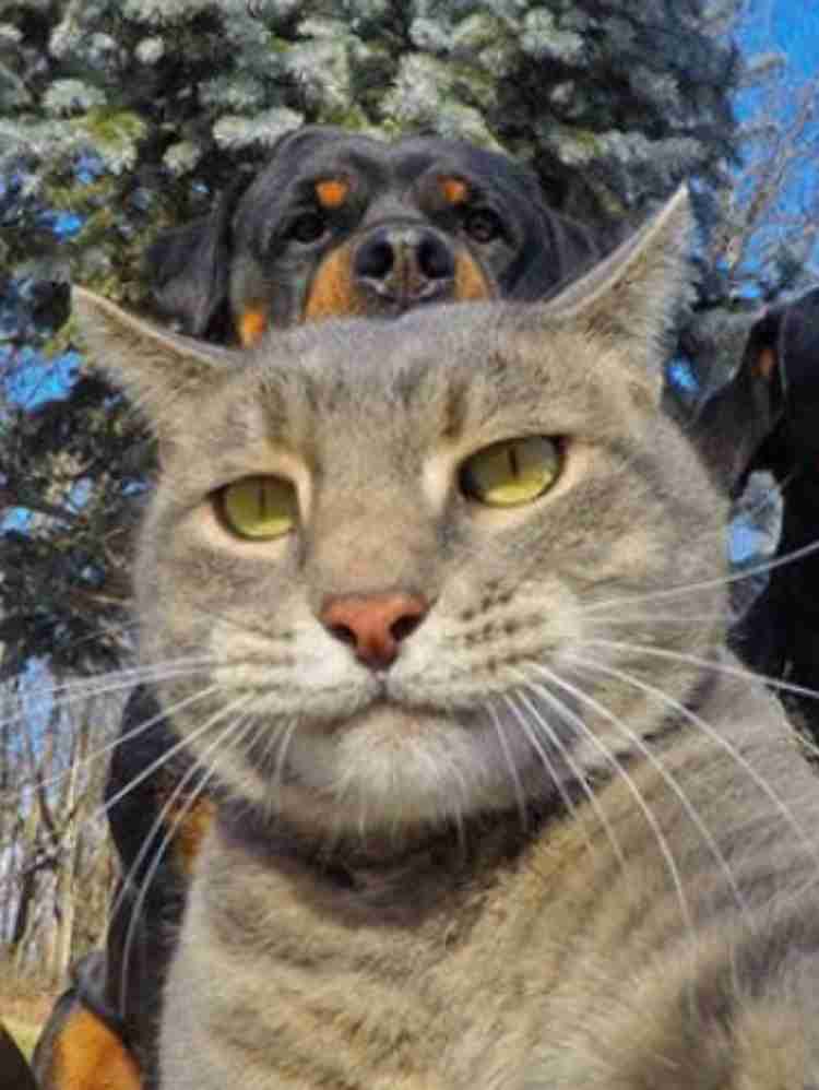 【画像】どこからか覗いている動物たち