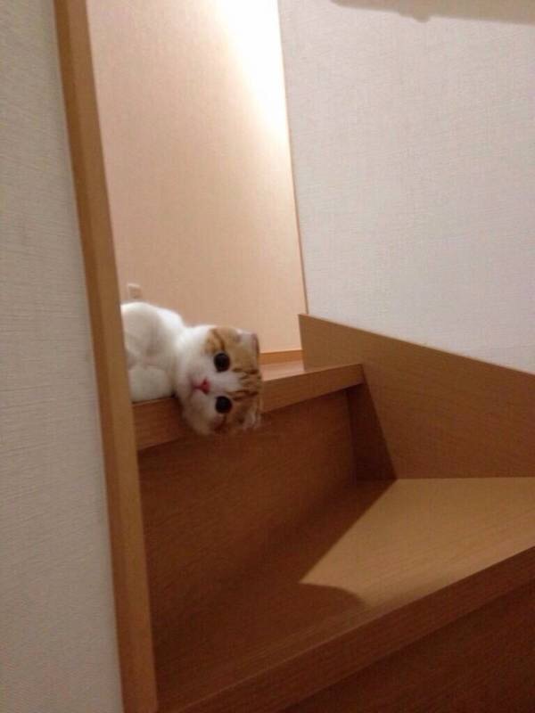 【画像】どこからか覗いている動物たち