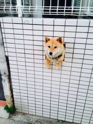 【画像】どこからか覗いている動物たち
