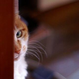 【画像】どこからか覗いている動物たち