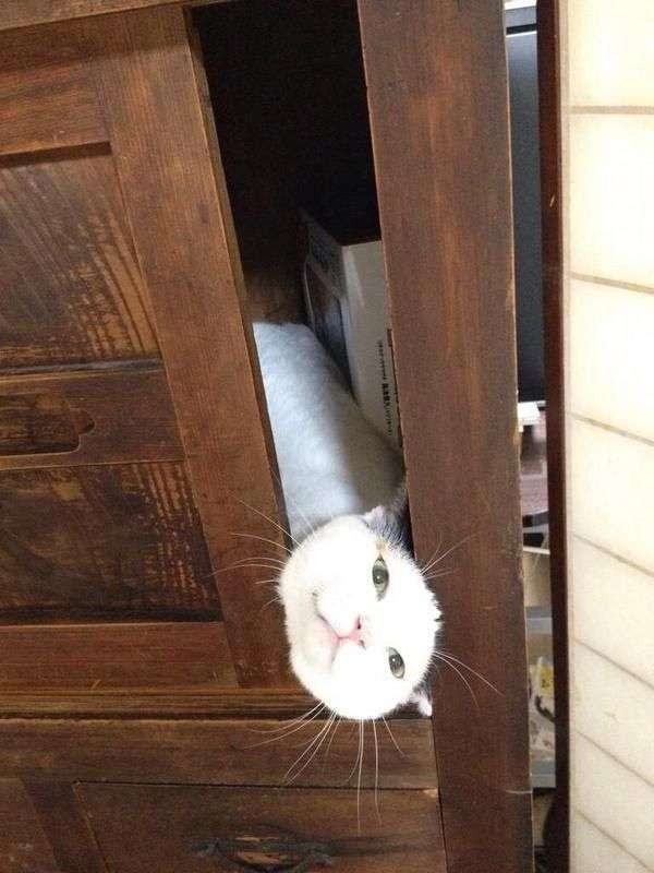 【画像】どこからか覗いている動物たち