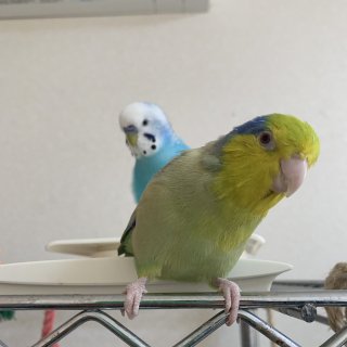 【画像】どこからか覗いている動物たち
