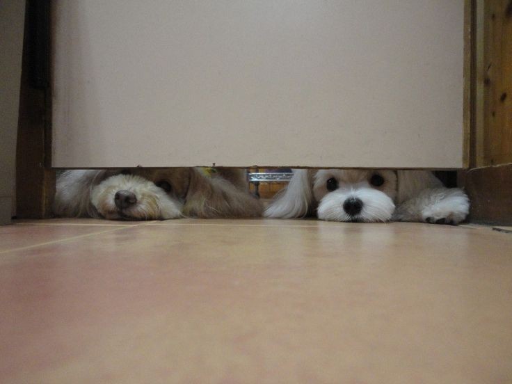 【画像】どこからか覗いている動物たち